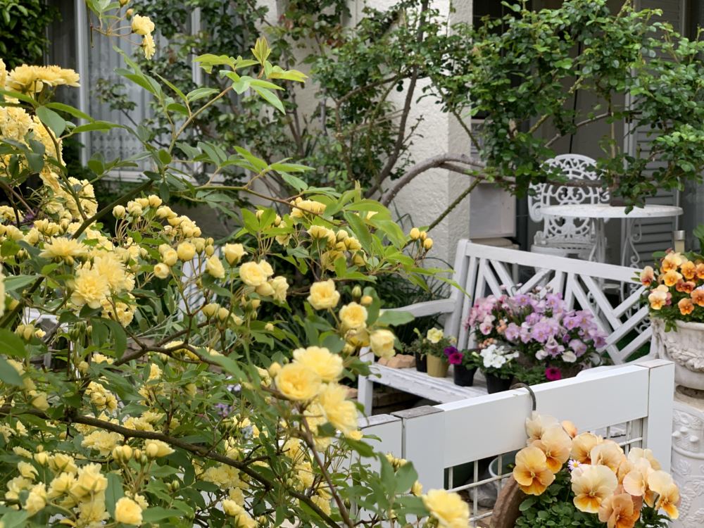 本日のブログは【昨年より遅い薔薇の季節！】です。