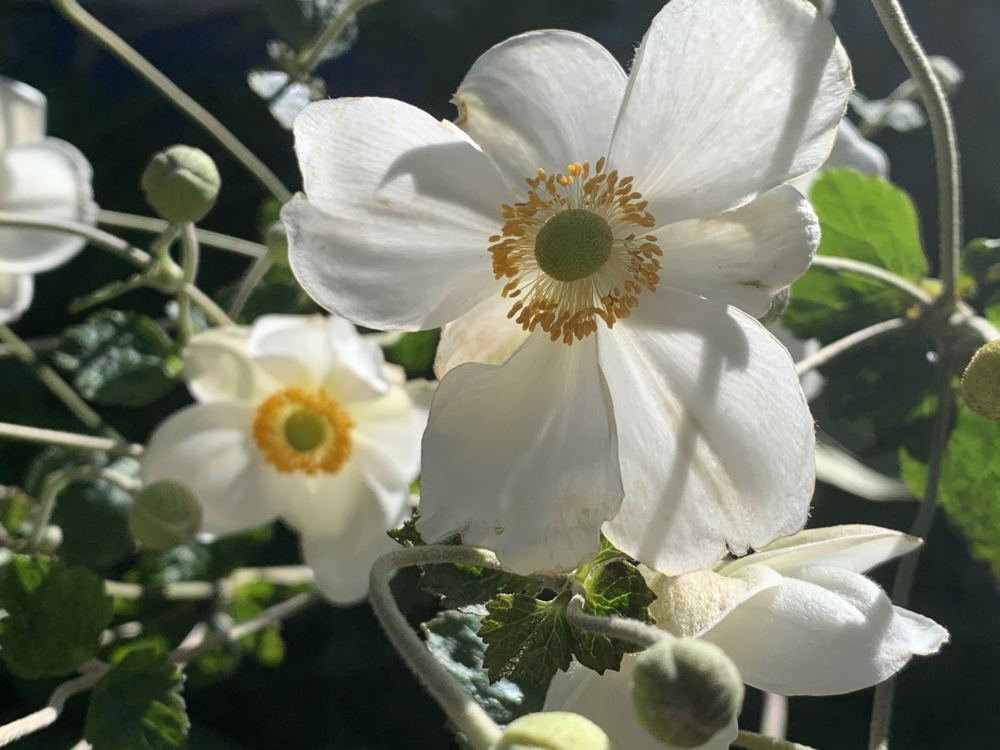 本日のブログは【日々の平穏にあた～らしい朝がきた～♪に感謝！】です。