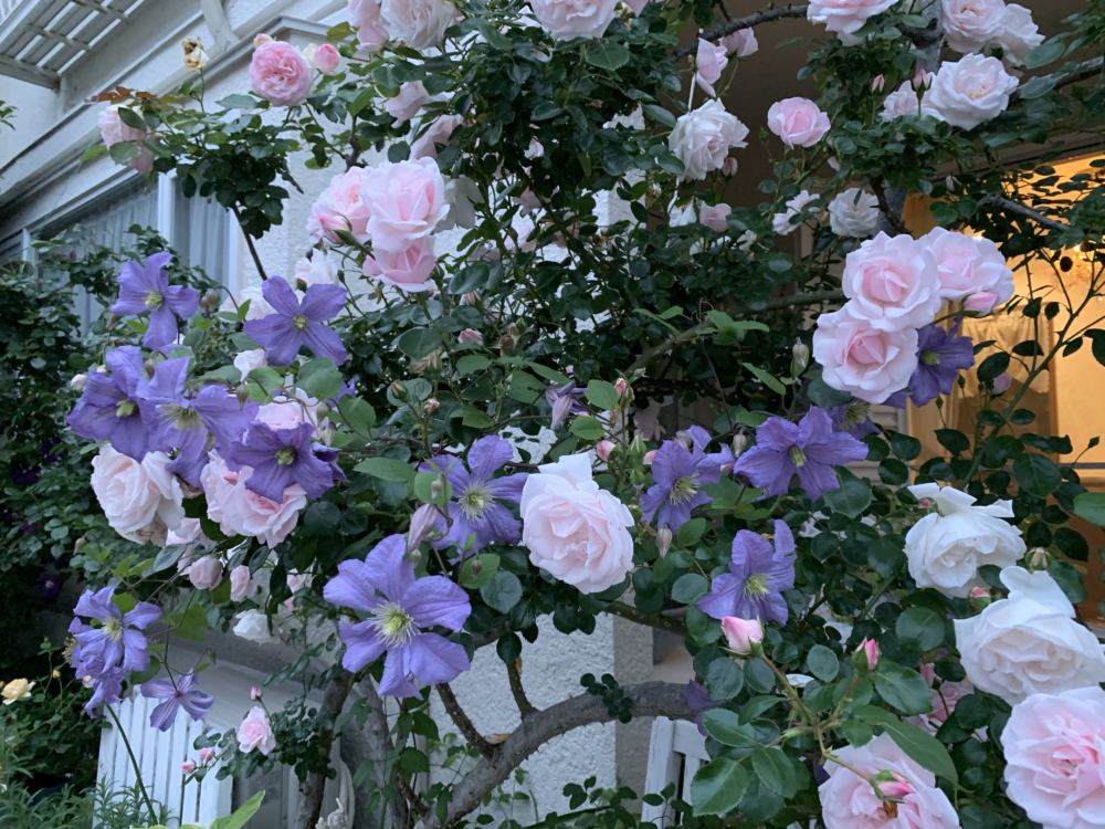 本日のブログは【緊急事態宣言が解除されて！】