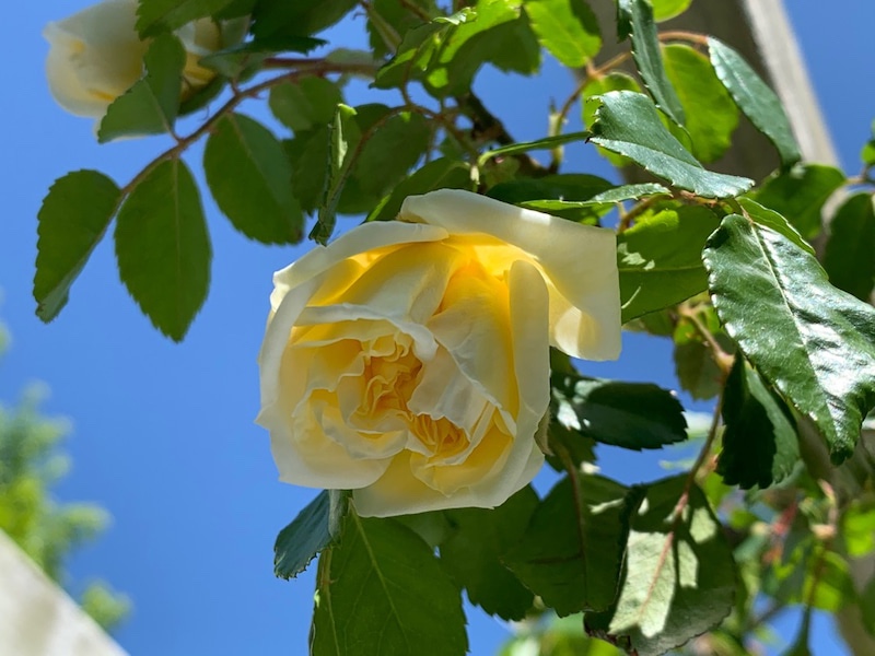 本日のブログは【緊急事態宣言について39県で解除！】