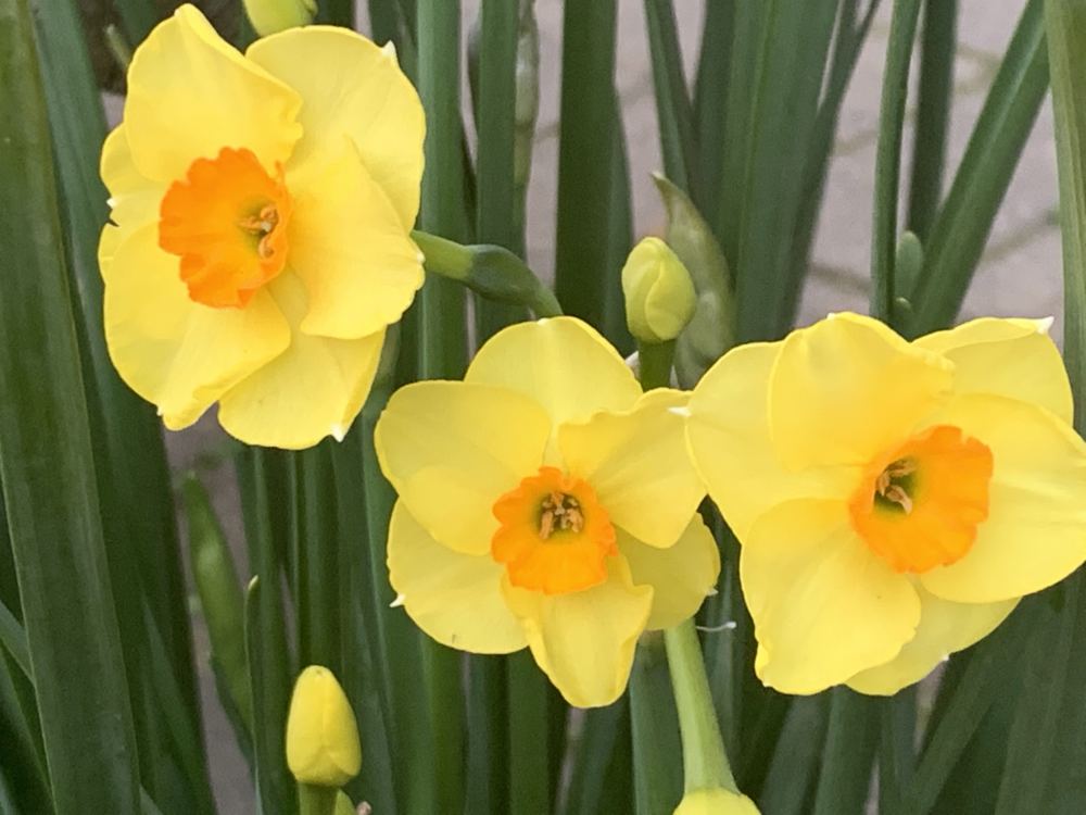 本日のブログは【3月に突入！春の訪れとコロナの行方…】です。