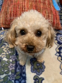 本日のブログは【今はペットブーム？ガーデニングブームは？】